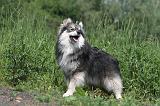 CHIEN FINNOIS DE LAPONIE 183